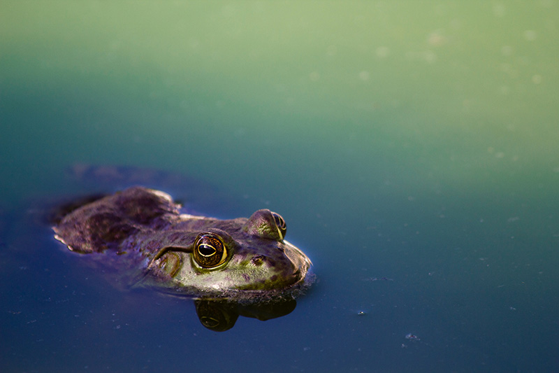 Green frog looking above water surface